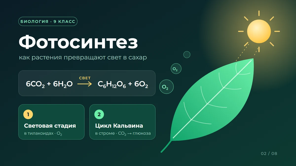 Слайд доклада по биологии: фотосинтез